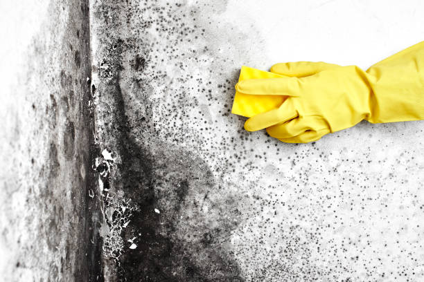Best Commercial Mold Removal  in Solvay, NY