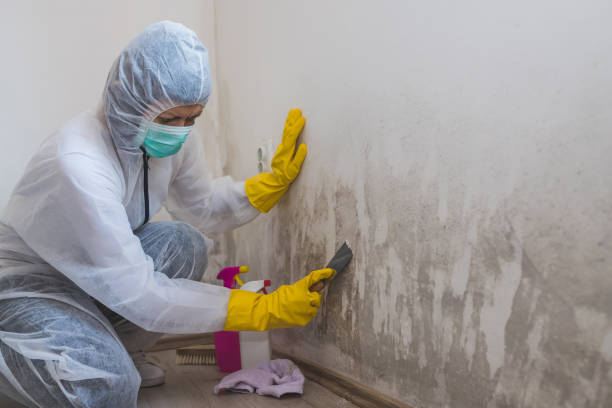 Best Toxic Mold Removal  in Solvay, NY