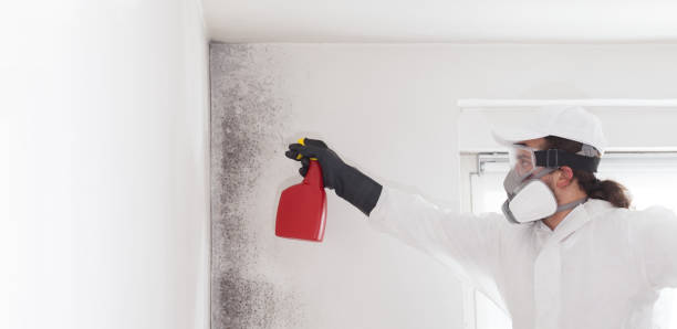Mold Testing and Removal in Solvay, NY