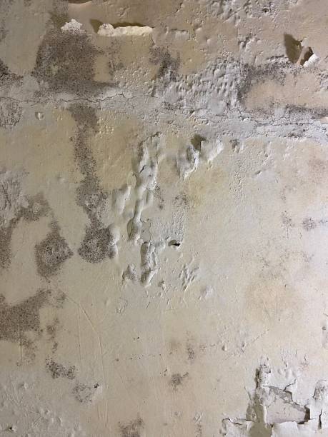 Best Office Mold Removal Services  in Solvay, NY