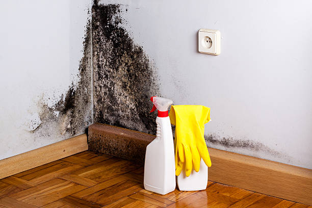 Best Certified Mold Removal  in Solvay, NY