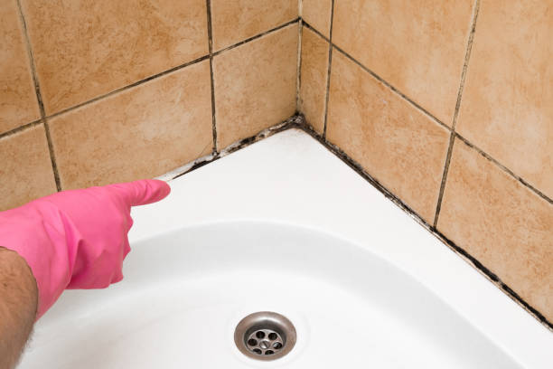 Best Mold Testing  in Solvay, NY