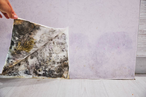 Professional Mold Removal in Solvay, NY
